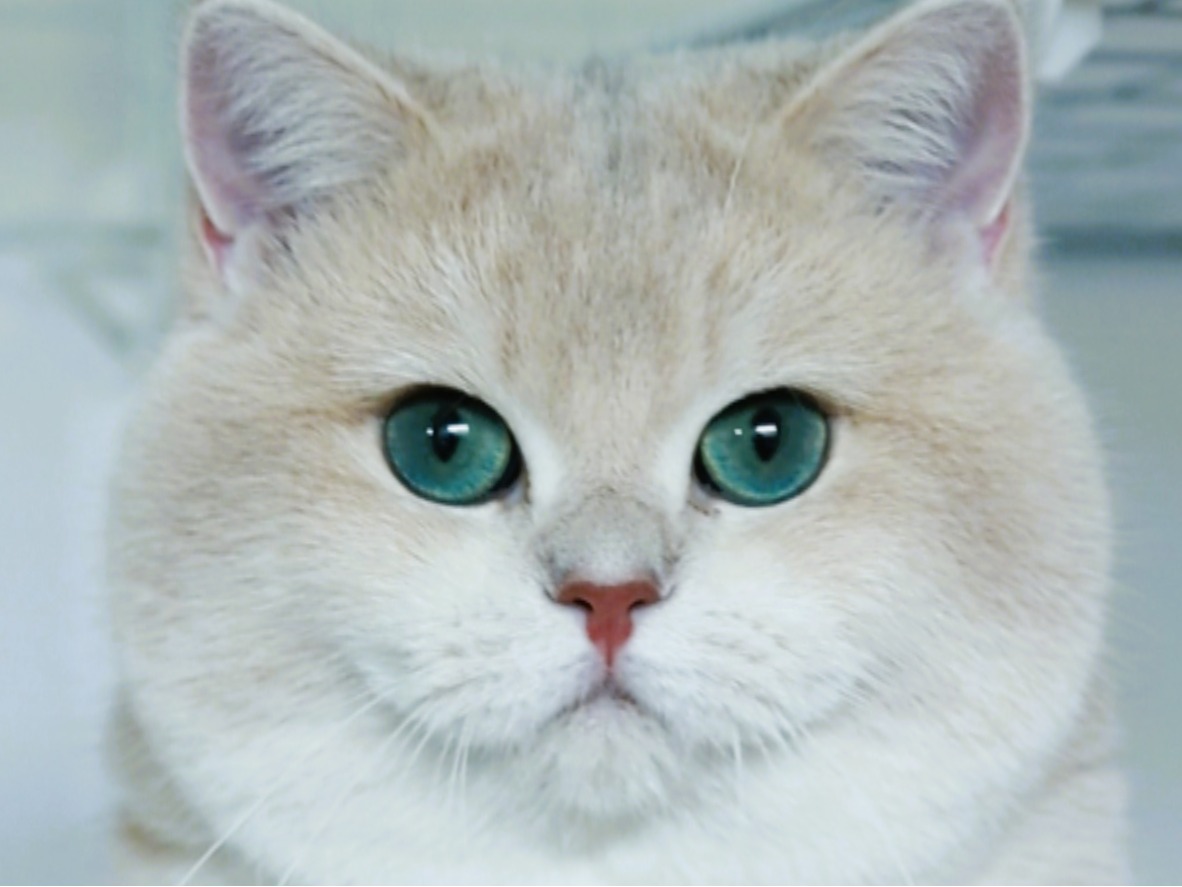 Ma Aime's Marshmellow